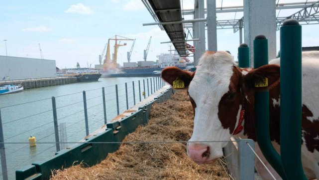 Hollanda'da deneysel bir yüzen süt çiftliği, emisyonları azaltmayı ve gıda güvenliğini artırmayı vaat ediyor