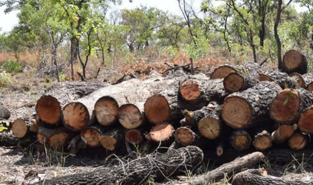 Ugandalı kabile kesilen ağaç için 140 bin dolar tazminat istedi